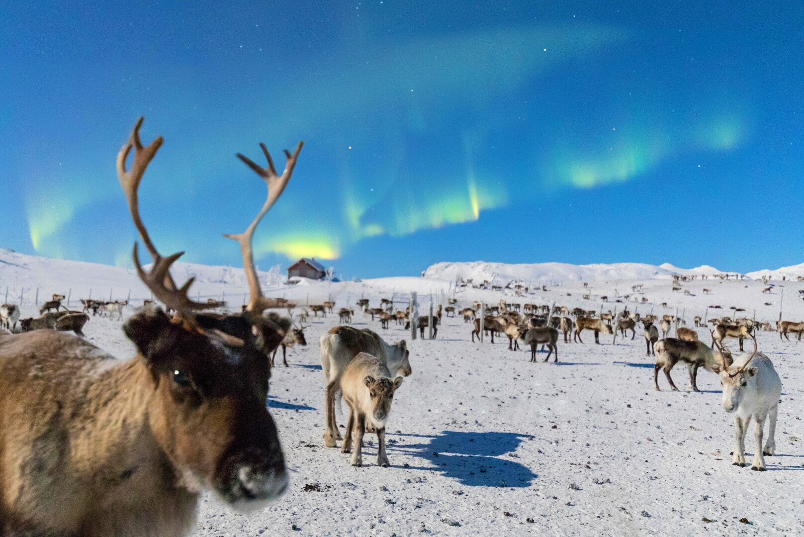 Reindeer under the Northern Lights in Lapland, Scandinavia