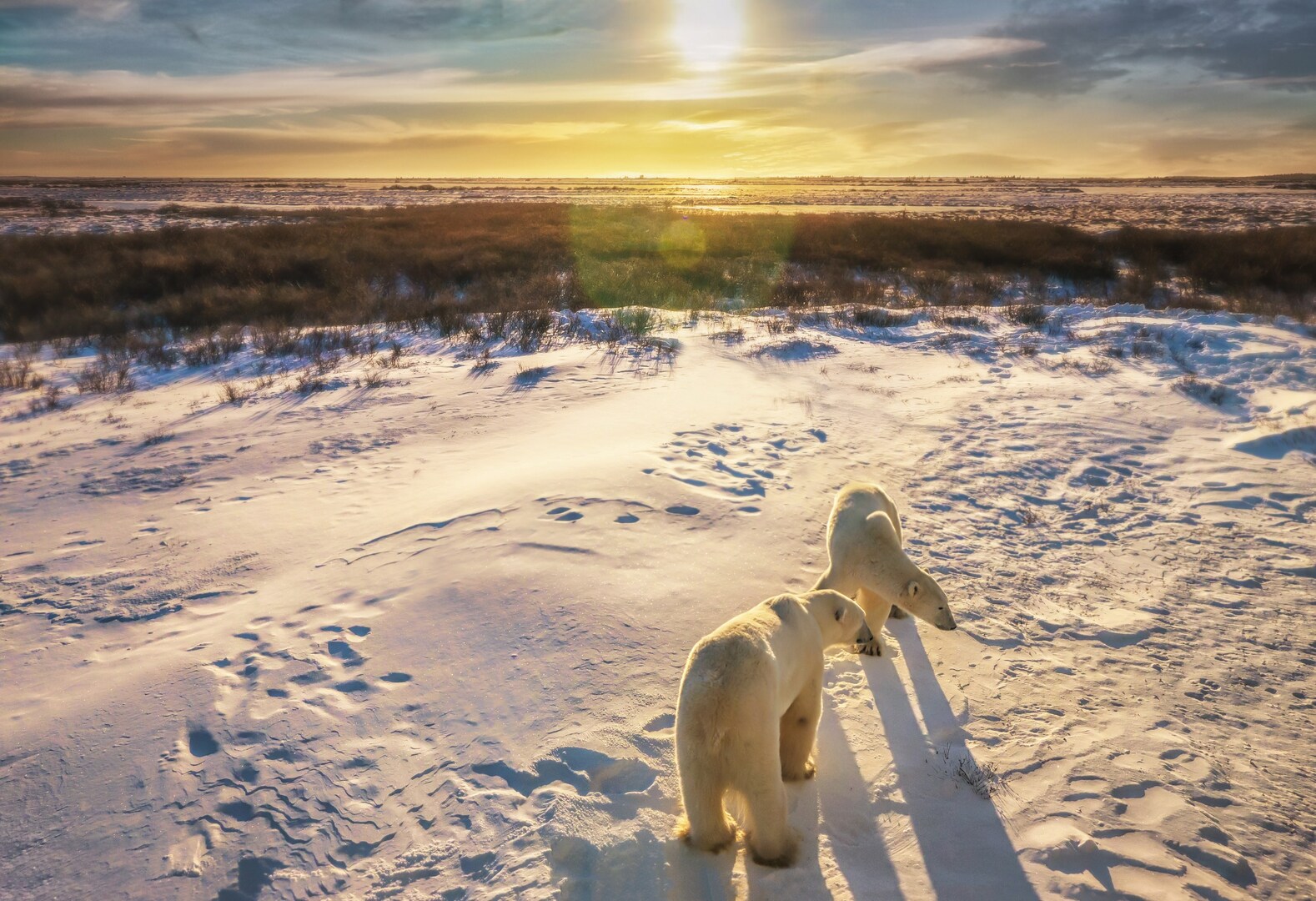 Polar bears near Hudson Bay in Canada