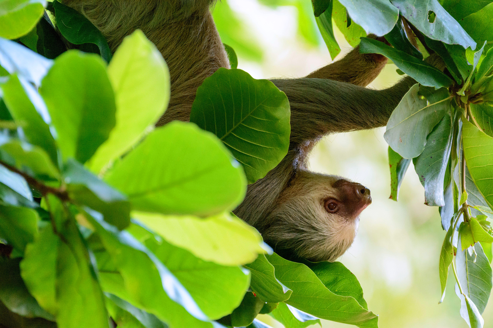 A Hoffmann's two-toed sloth in Manuel Antonio National Park, Costa Rica