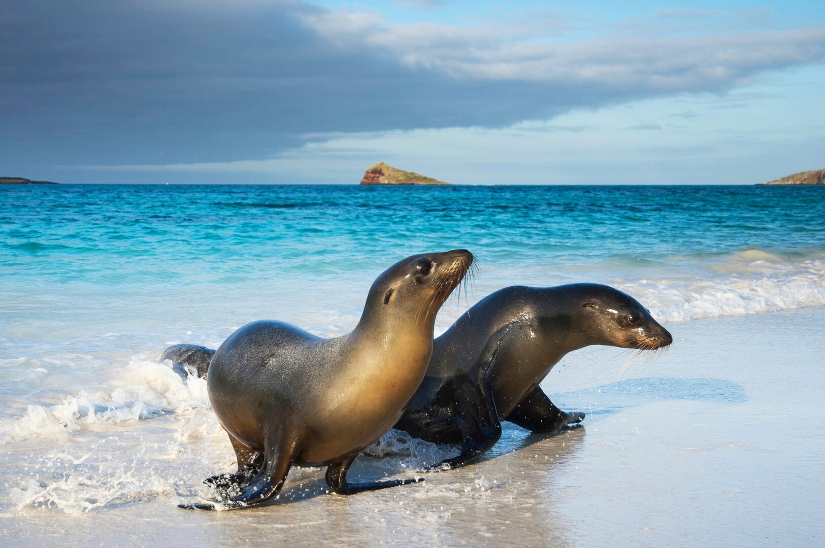 Galapagos sea lions