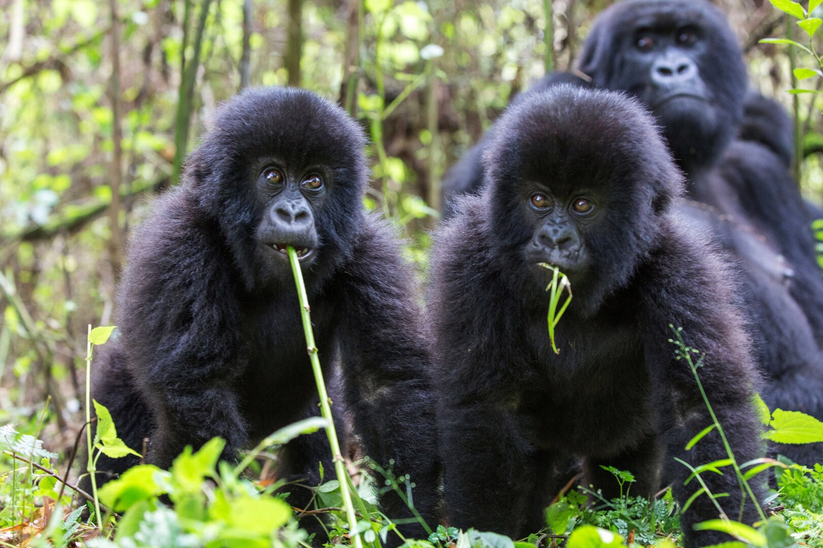 Mountain gorillas in Volcanoes National Park, Rwanda